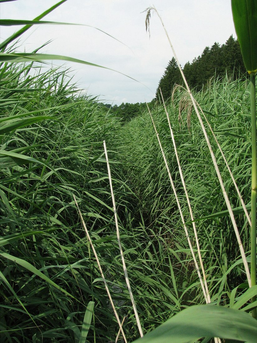 Schilfpflanzen am Kupferbach