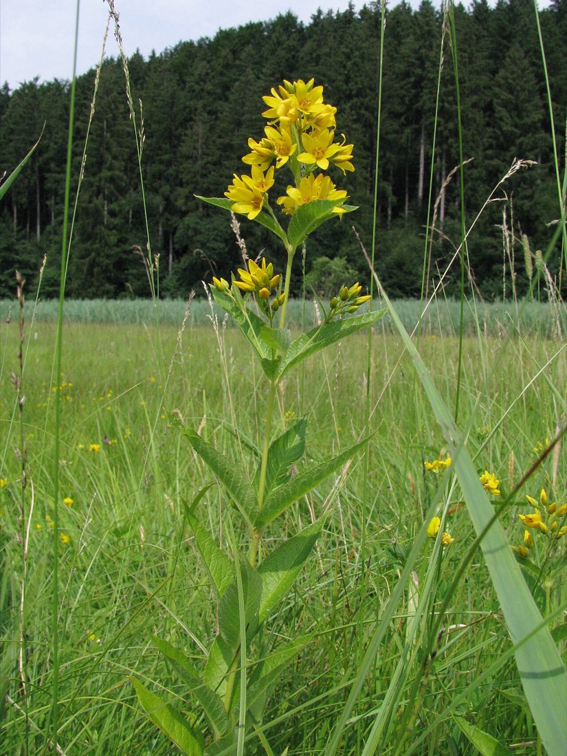 Gewöhnlicher Gilbweiderich am Kupferbach
